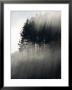 Early Morning Mist And Trees, State Highway 4 Near Wanganui, North Island, New Zealand by David Wall Limited Edition Pricing Art Print
