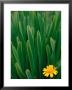 Flower Groundsel, Alaska, Usa by Dee Ann Pederson Limited Edition Pricing Art Print