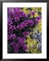 Mountain Saxifrage And Lichen, Kongakut River Valley, Arctic National Wildlife Refuge, Alaska, Usa by Hugh Rose Limited Edition Print