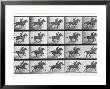 Galloping Horse, Plate 628 From Animal Locomotion, 1887 by Eadweard Muybridge Limited Edition Print
