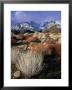Mountains And Desert Flora In The Owens Valley, Inyo National Forest, California, Usa by Wes Walker Limited Edition Print
