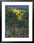 Giant Coreopsis And Indian Paintbrush, California by Rich Reid Limited Edition Print