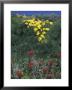 Giant Coreopsis And Indian Paintbrush, California by Rich Reid Limited Edition Pricing Art Print