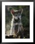 Portrait Of A Seven-Week-Old Gray Wolf Pup, Canis Lupus by Jim And Jamie Dutcher Limited Edition Print