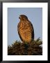 Portrait Of A Red Shouldered Hawk by Roy Toft Limited Edition Print