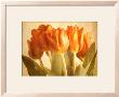 Bellezza Ii by Amy Melious Limited Edition Print