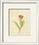 Red Tulips by Cheri Blum Limited Edition Pricing Art Print