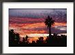 Sunset With Silhouetted Palm Tree by Marc Moritsch Limited Edition Print
