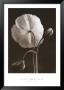 Iceland Poppies Ii by Sondra Wampler Limited Edition Print