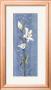Soft Blue Lily by Katherine & Elizabeth Pope Limited Edition Print