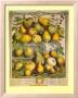Fruits Of The Season Spring by Robert Furber Limited Edition Print