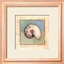 Shell Accents Ii by Celeste Peters Limited Edition Print