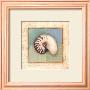 Shell Accents Ii by Celeste Peters Limited Edition Pricing Art Print