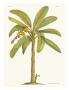 Banana Tree, 18Th Century by Georg Dionysius Ehret Limited Edition Pricing Art Print