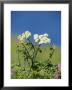 Hogweed, St. Justinians, Uk by Elliott Neep Limited Edition Print