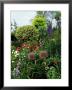 Border With Rosa (Roses), Allium (Ornamental Onion) Shrubs, Delphinium, And Ilex (Standard Holly) by Ron Evans Limited Edition Print