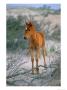 A Wild Pony On The Beach At Chincoteague Island by Scott Sroka Limited Edition Print