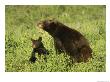 Black Bear And Cub, Yellowstone National Park by Norbert Rosing Limited Edition Print