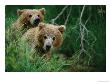 Two Grizzly Bear Cubs Peer Out From Behind A Clump Of Grass by Joel Sartore Limited Edition Pricing Art Print