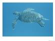 Green Sea Turtle Swimming Underwater by Bates Littlehales Limited Edition Print