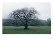 An Oak Tree At Derrybawn House In Ireland by Bill Curtsinger Limited Edition Print