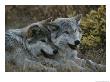 Two Gray Wolves, Canis Lupus, Rest After Playing With A Stick by Jim And Jamie Dutcher Limited Edition Print
