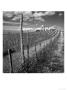 Dirt Road Leading To House, Tuscany, Italy by Eric Kamp Limited Edition Print