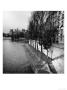 Tree, Isle Saint Louis And Seine River, France by Eric Kamp Limited Edition Print