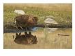 A Bison (Bison Bison) Is Reflected On The Water by Tom Murphy Limited Edition Print