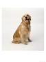 Golden Retriever by Steven Begleiter Limited Edition Print