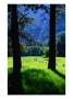 Couples Walk On Paths Through The Spring Fields, Yosemite Valley, California, Usa by Thomas Winz Limited Edition Print