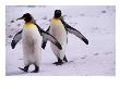 King Penguins (Aptenodytes Patagonicus) Walking, Antarctica by Jonathan Chester Limited Edition Pricing Art Print