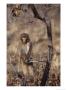 Rhesus Monkey In Tree, Qinhuangdao Zoo, Hebei Province, China by Raymond Gehman Limited Edition Print