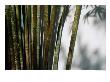 Bamboo Plants At Chinese Friendship Gardens, Darling Harbour Sydney, New South Wales, Australia by Glenn Beanland Limited Edition Print