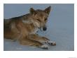 A Dingo Rests On A Sandy Spot Of Beach by Nicole Duplaix Limited Edition Pricing Art Print