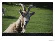 Goat On Farm Looking Over A Fence by Todd Gipstein Limited Edition Print