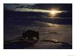 Bison In The Snow by Sam Abell Limited Edition Print
