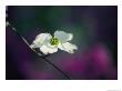 A Single Dogwood Blossom Open To The Sunlight by Stephen St. John Limited Edition Pricing Art Print