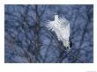 A Ptarmigan Flies In For A Landing by Paul Nicklen Limited Edition Print