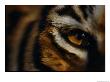 Close View Of Tigers Eye by Michael Nichols Limited Edition Pricing Art Print