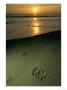 Jaguar Paw Prints In The Sand by Steve Winter Limited Edition Print