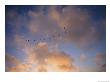 Cormorants In Formation by Marc Moritsch Limited Edition Print