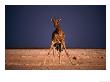 Giraffe Getting Ready To Drink, Etosha National Park, Namibia by Carol Polich Limited Edition Print