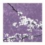 Blossom In Lilac by Gail Mckenzie Limited Edition Print