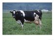 Holstein Cow In Pasture, Ca by Inga Spence Limited Edition Print