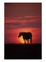 Silhouette Of Horse At Sunset, Lexington, Ky by Brian Maslyar Limited Edition Print