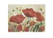 Poppies Iv by Dieter Hecht Limited Edition Pricing Art Print