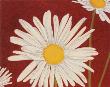White Daisy On Red by Adam Guan Limited Edition Print