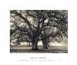 Two-Hearted Oak, Nature Conservancy, Consumnes River Preserve, 2000 by Roman Loranc Limited Edition Print