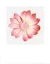 Pink Flowers Ii by Katja Marzahn Limited Edition Print